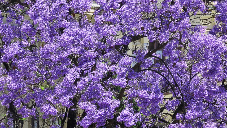 illatos csaszarfa vagy csaszarfa Paulownia tomentosa 2