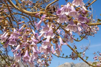 illatos csaszarfa vagy csaszarfa Paulownia tomentosa