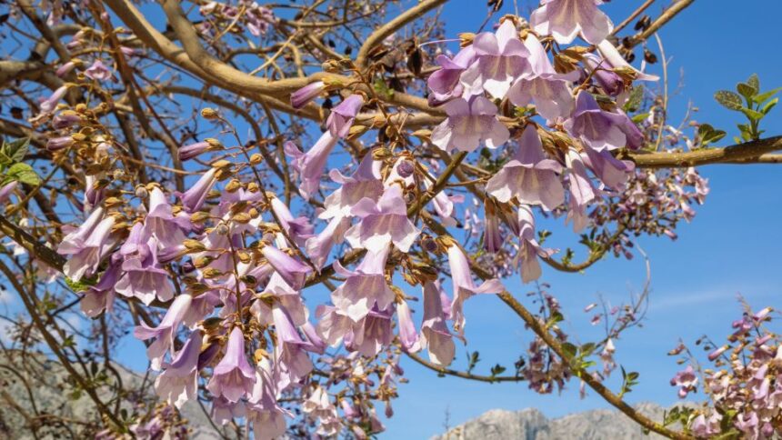 illatos csaszarfa vagy csaszarfa Paulownia tomentosa