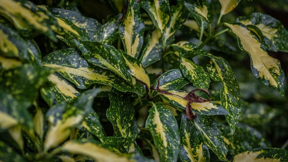 A japán babérsom levelei sűrűn, zöld és sárga foltokkal díszítve.