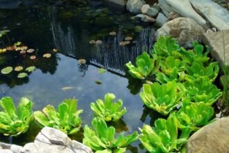 Kerti tó zöld növényekkel és vízinövényekkel, nyugodt, természetes környezetben.