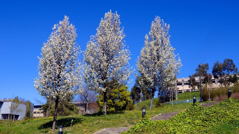 Három virágzó kínai díszkörtefa áll egy zöld domboldalon, ragyogó kék ég alatt.