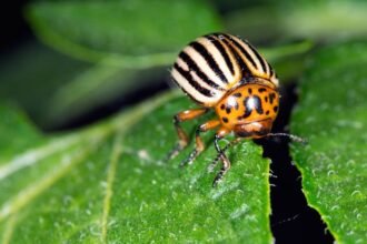 Egy krumplibogár pihen egy zöld levélen, élénk színekkel és jellegzetes csíkos háttérrel.
