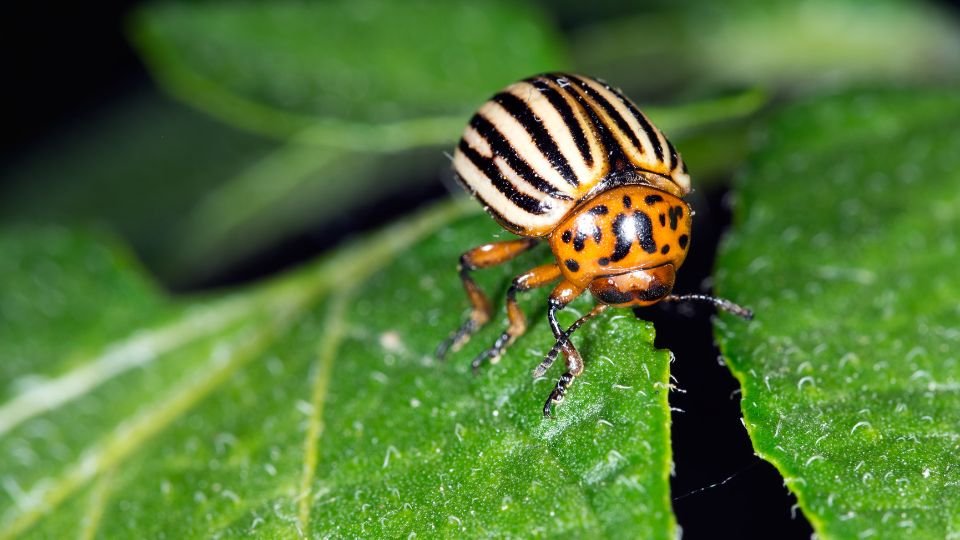 Egy krumplibogár pihen egy zöld levélen, élénk színekkel és jellegzetes csíkos háttérrel.
