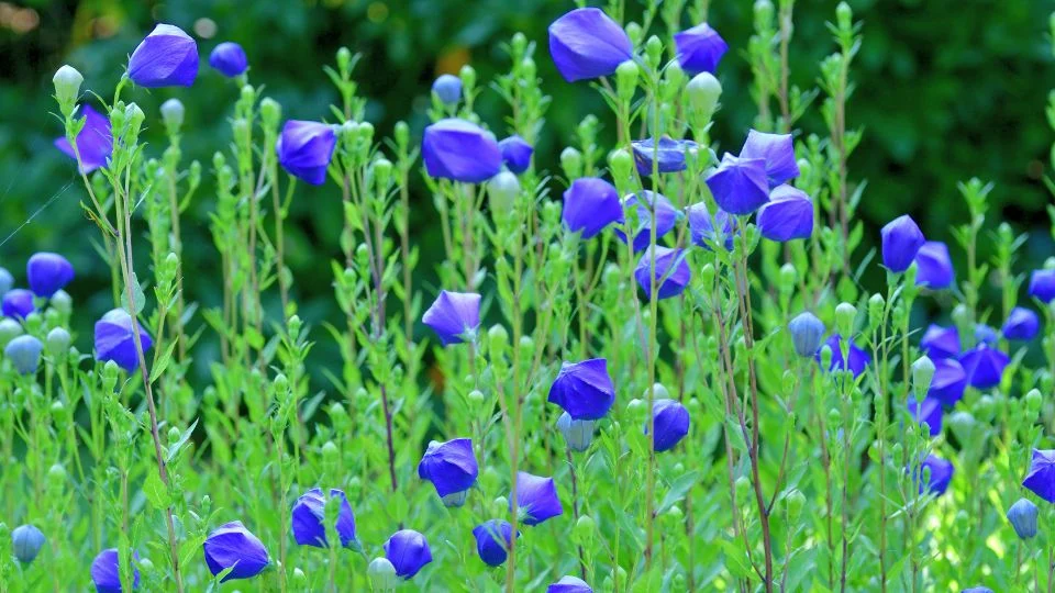 Színes léggömbvirágok (Platycodon grandiflorus) virágzanak egy zöld háttér előtt, vidám és élénk látványt nyújtva.
