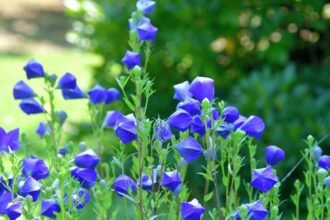 Léggömbvirágok virágoznak zöld háttér előtt, élénk kék színben.