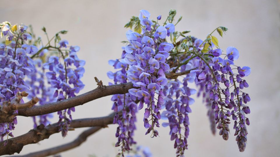 lilaakac Wisteria 1