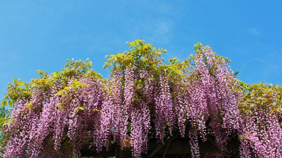 lilaakac Wisteria 3