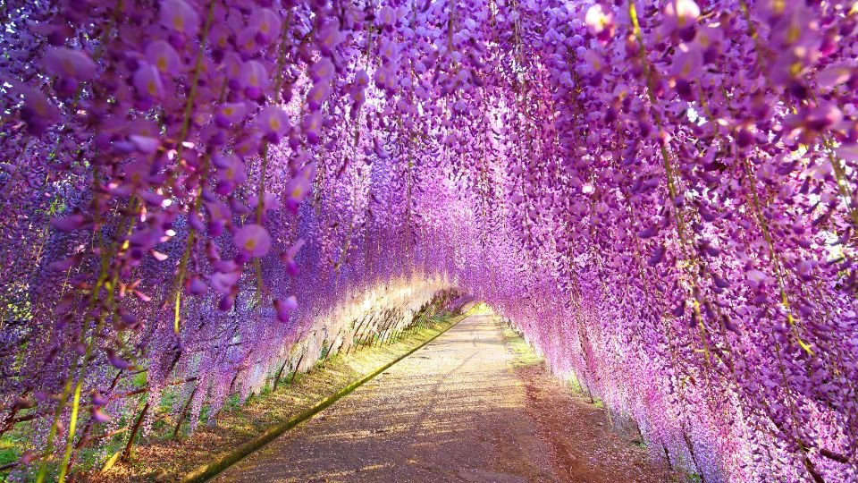 Lilaakácokkal borított sétaút, virágzó lila virágokkal, idilli kertkép.