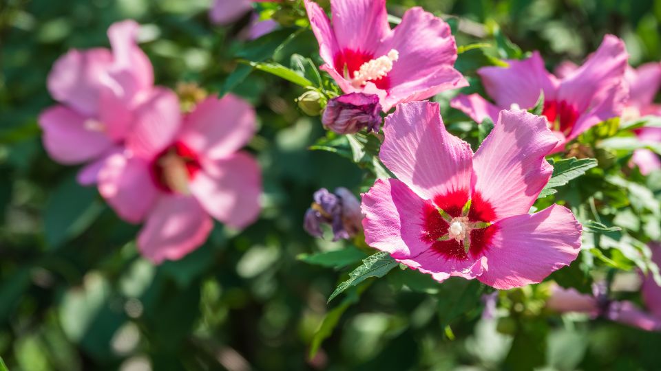 mocsari hibiszkusz Hibiscus moscheutos 1