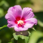 mocsari hibiszkusz Hibiscus moscheutos