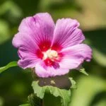 Egy gyönyörű mocsári hibiszkusz virág, rózsaszín szirmokkal és piros középpel, zöld levelek között.