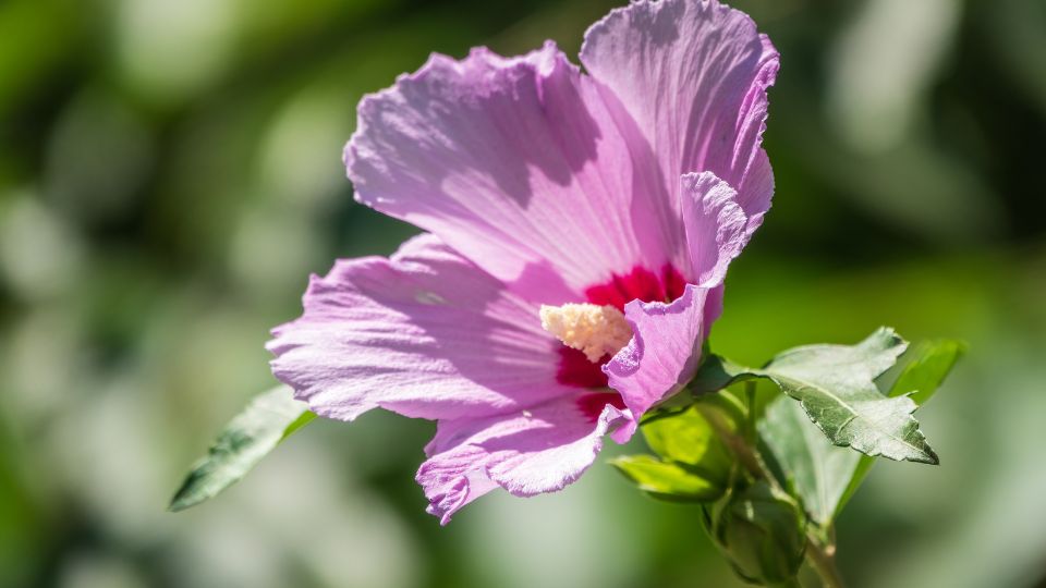 mocsari hibiszkusz Hibiscus moscheutos 2