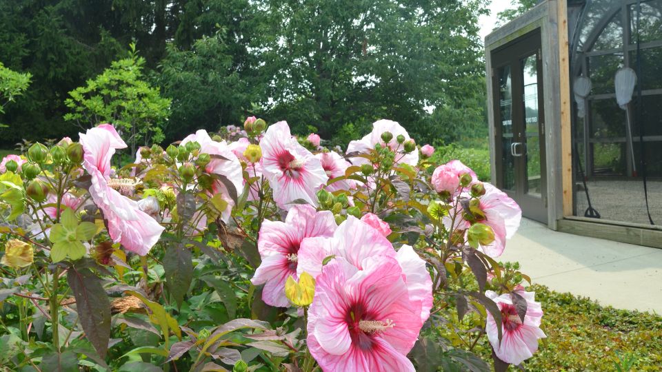 mocsari hibiszkusz Hibiscus moscheutos 3