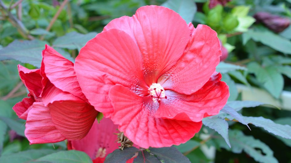 mocsari hibiszkusz Hibiscus moscheutos 4