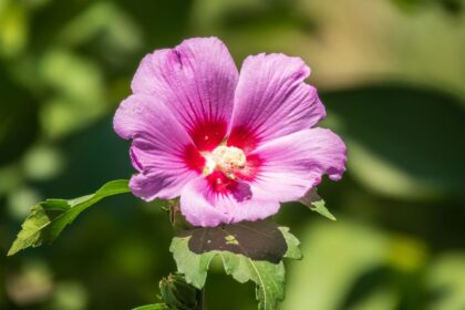 mocsari hibiszkusz Hibiscus moscheutos