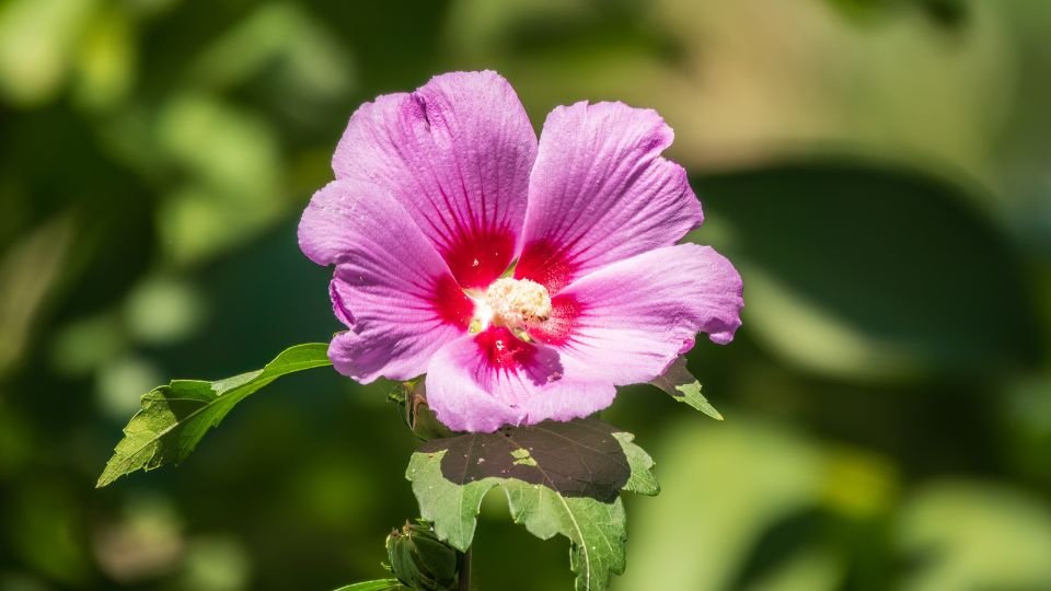 Egy gyönyörű mocsári hibiszkusz virág, rózsaszín szirmokkal és piros középpel, zöld levelek között.