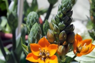 Narancsszínű madártej virágok zöld hajtásokkal, élénk és friss látvány.