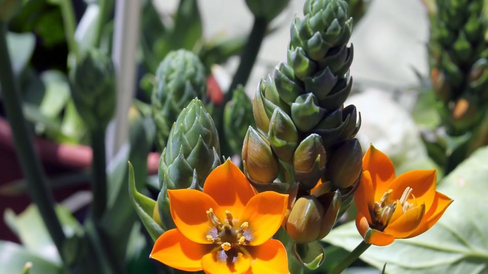 Narancsszínű madártej virágok zöld hajtásokkal, élénk és friss látvány.