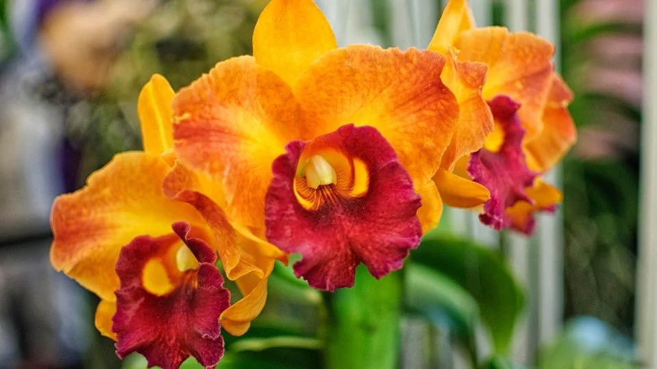 Gyönyörű színű orchidea virágzás Egy színpompás orchidea virágzik, élénk narancssárga és mélybordó színekben, gyönyörű részletekkel.