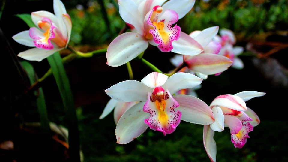 Színes orchideák a kertben Gyönyörű orchideák csodás színekben, zöld háttér előtt.