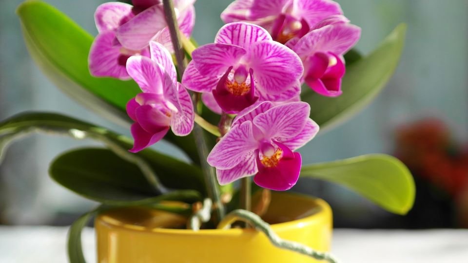 Egy gyönyörű orchidea virágzik, élénk rózsaszín szirmokkal, zöld levelekkel.