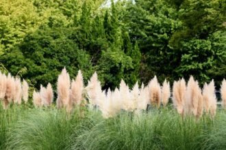 Tavaszi pampafű a zöld háttér előtt, lágy színekben virágzik.