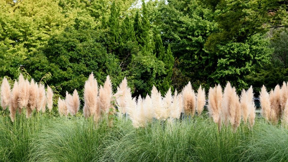 Tavaszi pampafű a zöld háttér előtt, lágy színekben virágzik.