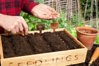 Egy kertész paprika magokat ültet egy fából készült ültetődobozba, miközben a háttérben zöld növények láthatók.