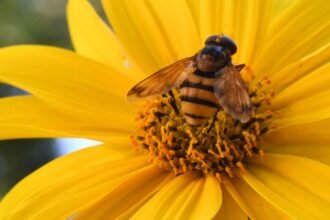 Egy méh ül egy sárga virágon, gyönyörű részletekkel.
