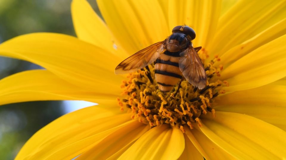 Egy méh ül egy sárga virágon, gyönyörű részletekkel.