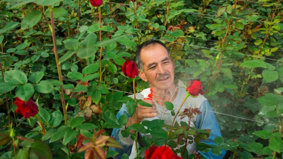 Egy férfi gondosan permetez rózsákat egy zöldellő kertben, körülötte virágzó rózsabokrok.