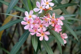 A leander virágai, rózsaszínű és sárguló levelekkel díszítve, kellemes látványt nyújtanak a kertben.