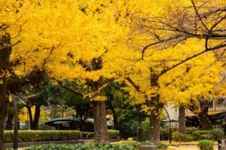 Sárguló fák levelei egy gyönyörű őszi kertben, zöld bokrok között.