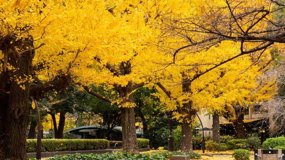 Sárguló fák levelei egy gyönyörű őszi kertben, zöld bokrok között.