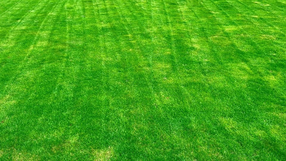 Zöld fűvel borított kert, amelynek sárguló részei is vannak, napfényben játszó árnyékokkal.