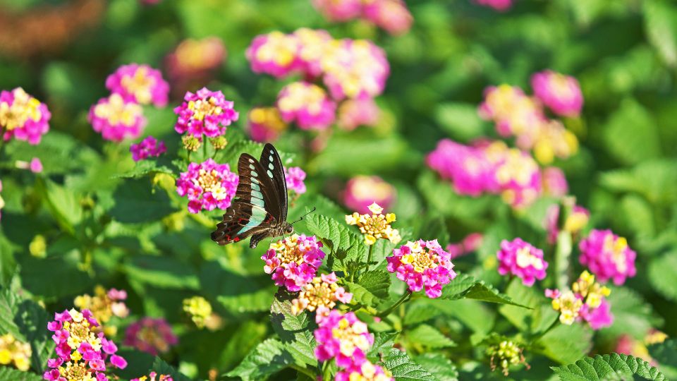 setanyrozsa Lantana camara 1