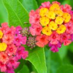 setanyrozsa Lantana camara