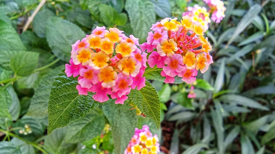 setanyrozsa Lantana camara 2