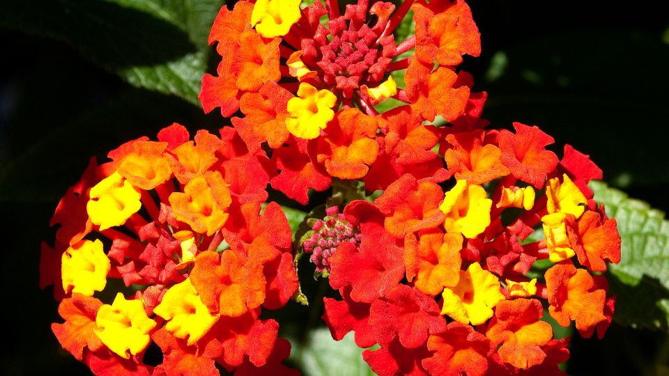 setanyrozsa Lantana camara 3