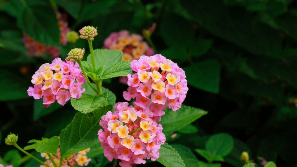 setanyrozsa Lantana camara 4