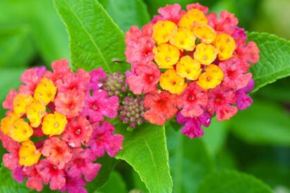 setanyrozsa Lantana camara