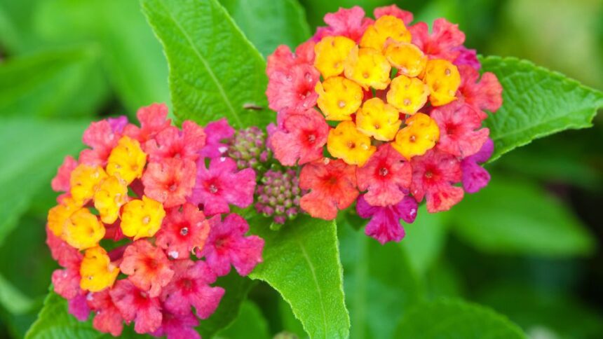 setanyrozsa Lantana camara