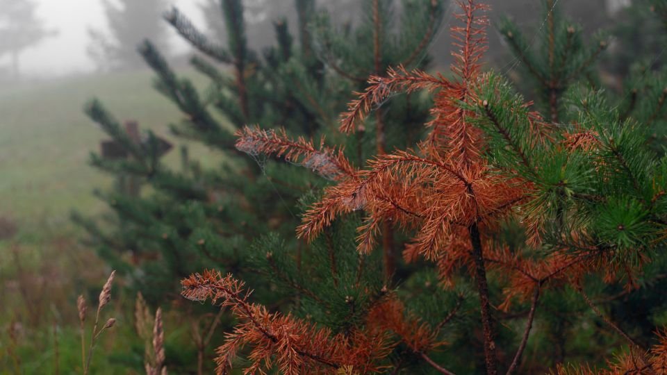 Fenyőágak, melyeken száradó tűlevelek láthatók, háttérben zöld fenyők.
