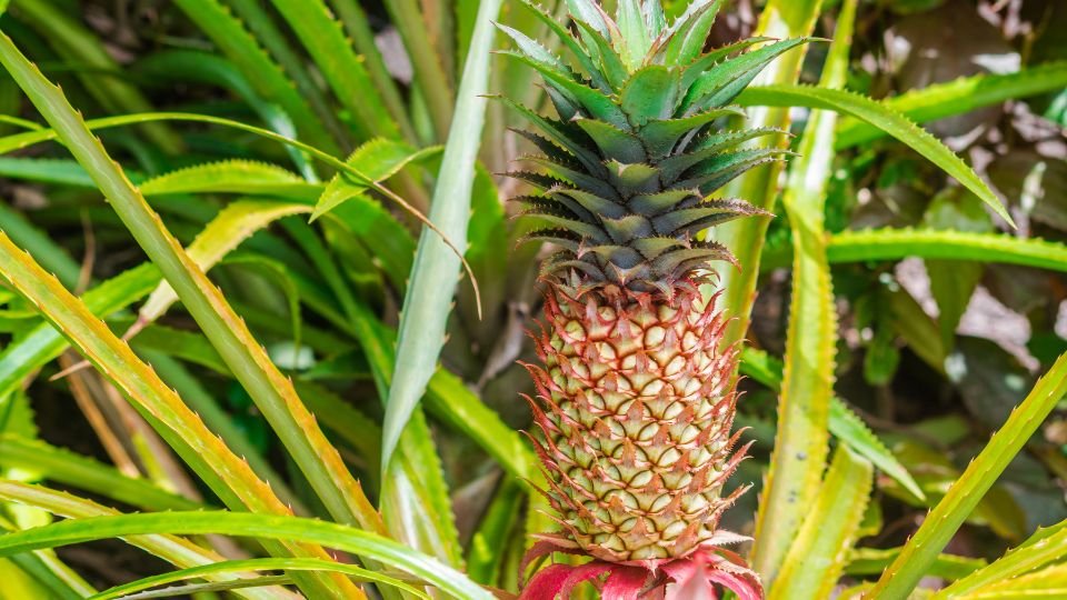 Egy szobai ananász növény, zöld levelekkel és érett gyümölccsel.