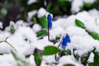 Kék virágok bújnak elő a hó alól, tavaszi fagyok között.