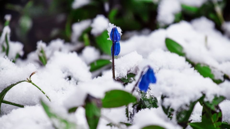 Kék virágok bújnak elő a hó alól, tavaszi fagyok között.