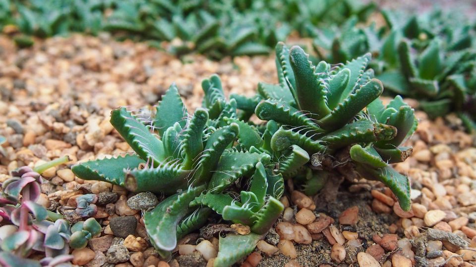 tigrisszaj Faucaria tigrina 1