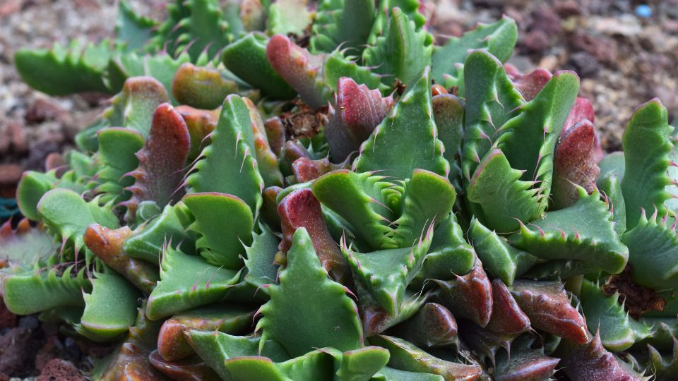 tigrisszaj Faucaria tigrina 2
