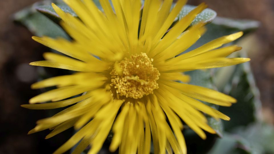 tigrisszaj Faucaria tigrina 3